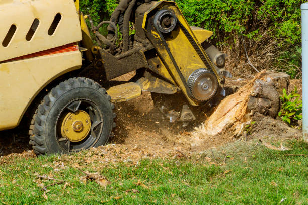 Dead Tree Removal in Iola, WI